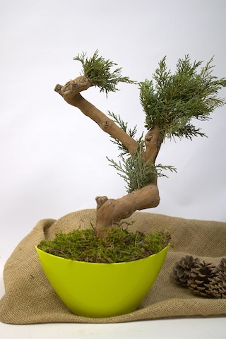 Yapay Bonsai Ağacı, 35 Cm, Saksıda, Yeşil, Dekoratif İç Mekan Bitkisi