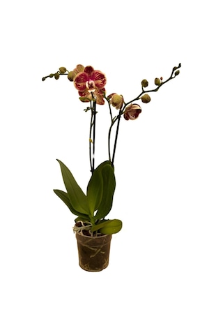 Phalaenopsis 'Spears' (Bordo Orkide) Ø12 CM Y70-80 CM