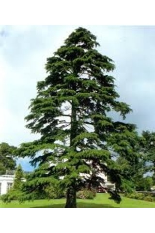 Fidan Toros Sedir Fidanı 80 -100 Cm Arası Boy 1 Adet