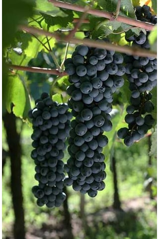 Bahçevilya Siyah Üzümü Fidanı 1-2 Yaş Arası Tüplü