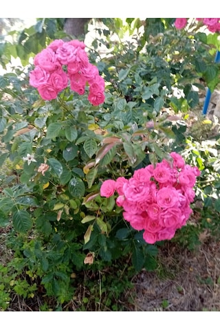 3 Adet Açık Kök [pembe]yediveren Kokulu Gül Fidanı N11.24017