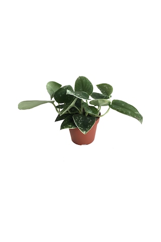 Scindapsus Pictus silver Ann - Ev Ve Ofis Bitkisi N11.5378