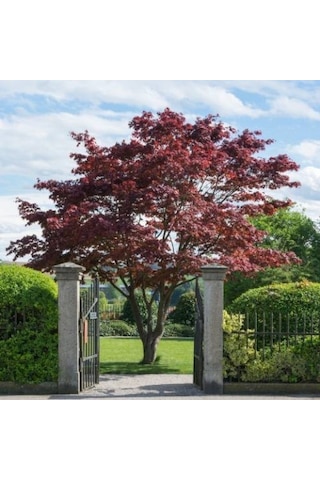 Kırmızı Yapraklı Japon Akçaağaç Acer Palmatum Atropurpureum 3 Ade