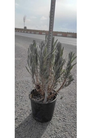 Lavanta Çiçeği Fidanı 10-20 Cm