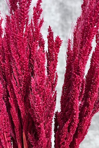 Kırmızı Bulgur Otu Vazo Aranjman Çiçeği