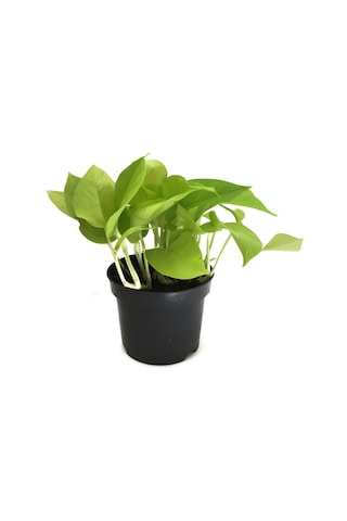Epipremnum Aureum 'Neon' (Salon Sarmaşığı) Ø12 CM Y15-20 CM