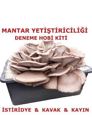 Kavak Mantarı Tohumu Ve Kavak Mantarı Kompostu Ekili Kutu N115456