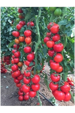 Sırık Domates Tohumu 5 Adet Domates Tohumu Sırık Domates..
