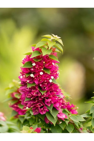 Pembe Bodur Begonvil Gelin Duvağı Çiçeği Fidanı 1 Adet Saksılı 50-70 Cm Bougainvillea