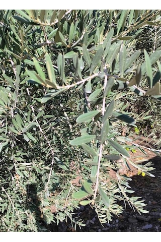Doğal Yaşam Zeytin Yaprağı 50 G