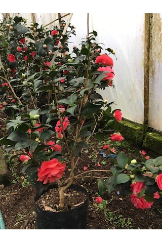 Kırmızı Kamelya 45--60 Cm Tüplü