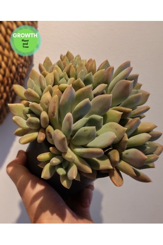 Pachyveria Draco Sukulent 1 Adet