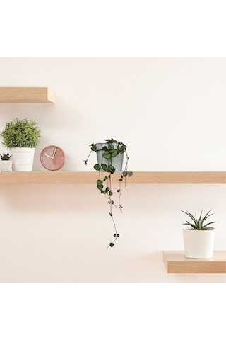 Kalp Kalbe Karşı Çiçeği Ceropegia Woodii - Beyaz Saksılı