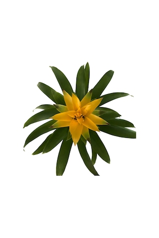 Guzmania Lingulata 'Yellow' (Guzmanya) Ø12 CM Y45-50 CM