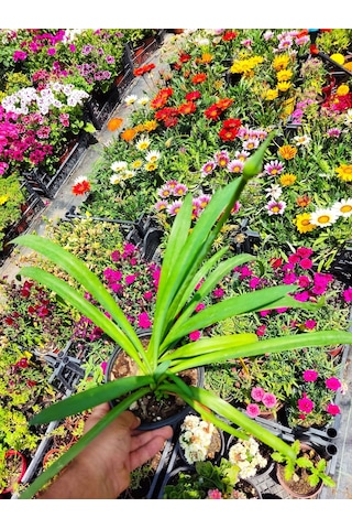 Afrika Zambağı African Lily - Beyaz Ve Kokulu Bahçe Çiçeği
