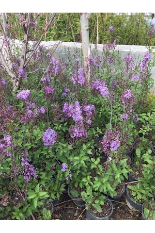 2 Adet Leylak Fidanı(Syringa chinensis ), Büyük 1 Metre , Saksılı