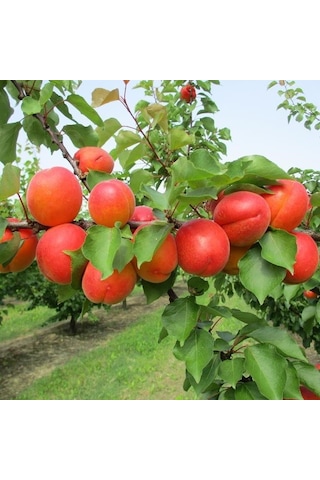 Tüplü Aşılı Zaiges Red Moon Cinsi Kayısı Fidanı +80cm