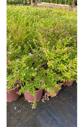 Kufeya Cennet Çiçeği Beyaz - Mor Set Cuphea Hyssopifolia 20-30cm Mix Ürün