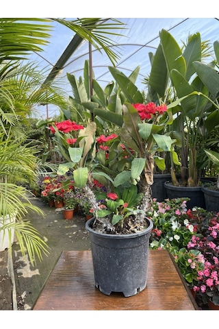 Videolu Dikenler Tacı 25 40 Cm Saksılı Kaktüs Euphorbia