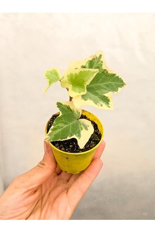 Mini Beyaz Alacalı Hedera Helix Sarmaşığı 15-25 Cm Saksıda Dış Mekan Sarmaşık Hedera Helix