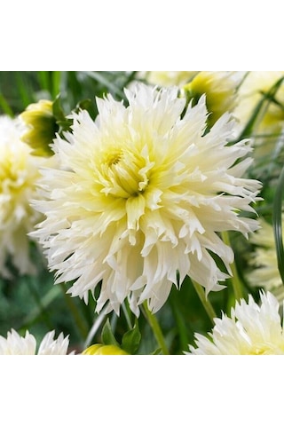İri Xxl Çiçekli Ice Crystal Dahlia Yıldız Çiçeği Soğanı Yumrusu 1 Adet