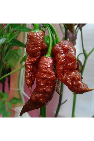 Doğal Geleneksel Leviathan Scorpion Biber Tohumu 10 Tohum