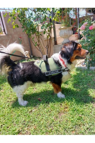 Kişiye Özel, Isimli K9 Köpek Tasması, Göğüs Tasması Haki