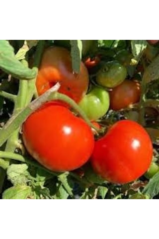 100 Adet Tohum Organik Tokat Domatesi Tohumu Köy Domatesi Tokat