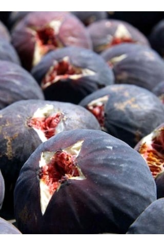 Dürdane ( Bursa Siyahı) İncir Fidanı Tüplü 3 Adet