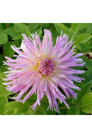Pink Eurydice Dahlia Yıldız Çiçeği Yumrusu 1 adet