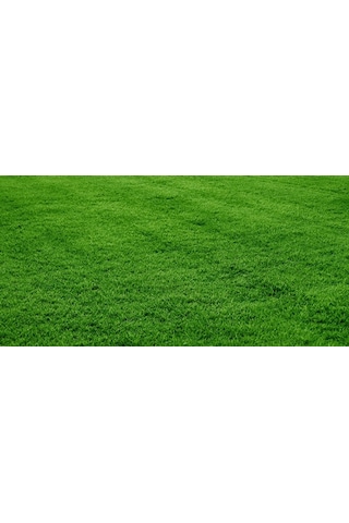 Çim Tohumu 10 KG N112812