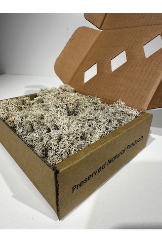Reindermoss Şoklanmış Norveç Yosunu Terarium Yosunu Natural Green 100 Gr.