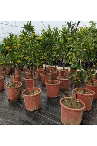 Bitkifidan 5 Yaş Aşılı Satsuma Mandalina Fidanı