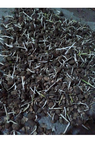 Salep Fidesi Serapies