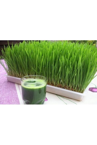 1000 Adet Tohum Buğday Çimi Tohumu