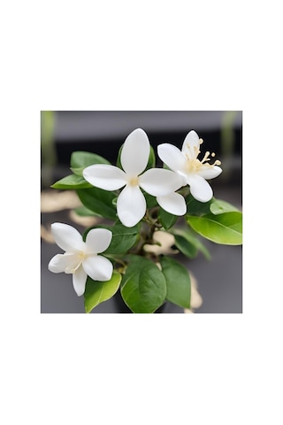 Rhyncospermum Jasminoides Star Arap Yasemini Fidanı 10-20 Cm