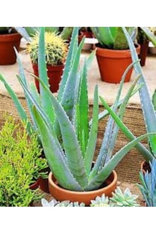 20 Adet Tohum Organik Aleovera Çiçeği Tohumu Balkon Aloevera Çiçe