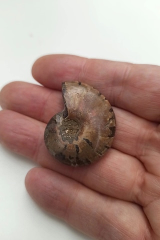 Amonit Fosili Küçük Boy - 539-2