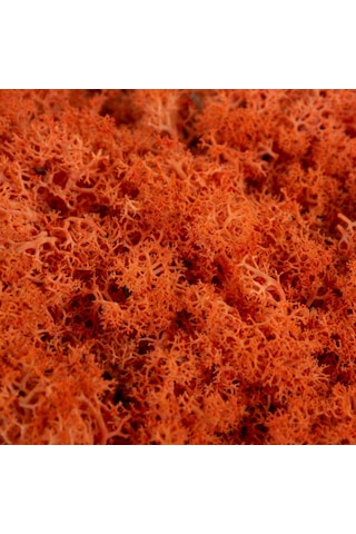Trend Bahçe Reindeer Moss Turuncu Şoklanmış Norveç Yosunu 500 G