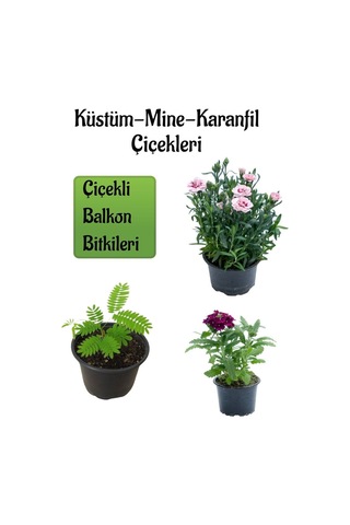 Küstüm Çiçeği 1 Adet 8/10cm +pembe Karanfil Çiçeği 10-15cm+mor Mine Çiçeği 10-15cm