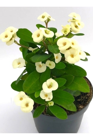 Krem Renk Ithal Dikenler Tacı 1 Adet Saksılı 20-40cm Çiçekli Kaktüs Euphorbia