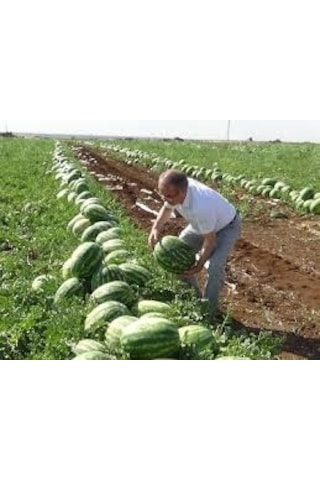 75 Adet Tohum Organik Hobi Bahçe Gerçek Diyarbakır Karpuz Tohumu