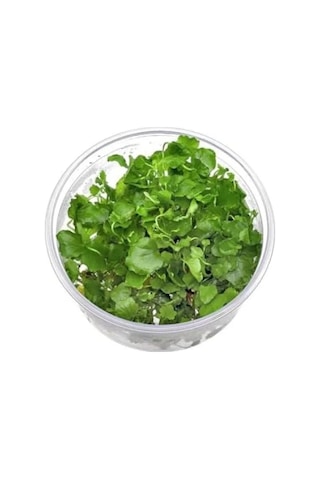 Cardamine Lyrata In Vitro Canlı Bitki