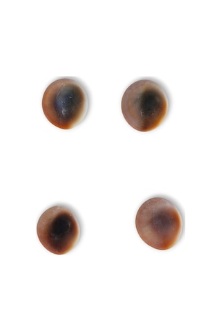 4 Adet Doğal Yılancık Taşı Operculum 435y