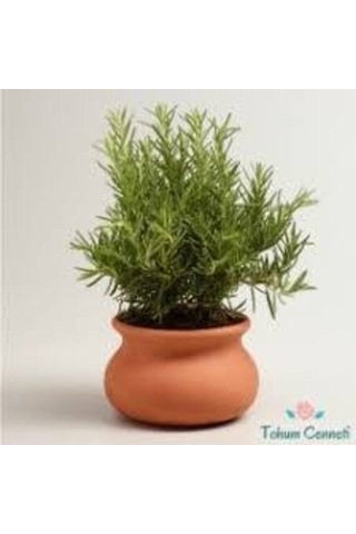 50 Adet Nadir Biberye Tohumu Biberiye Tohumu Saksı Toprak Hediye Sürpriz Hediye Tohumludur..