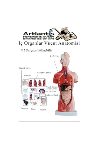 İnsan Organ Maketi 27 Cm 1 Adet İnsan Anatomi Modeli 15 Parça Sök Tak İnsan İç Organları Tıbbi Model Vücut