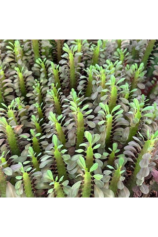 Sınırlı Üretim Euphorbia Trigona Red - Afrika Süt Ağacı Kaktüsü 5.5lik Saksıda, 20 Cm Ve Üzeri Boyda