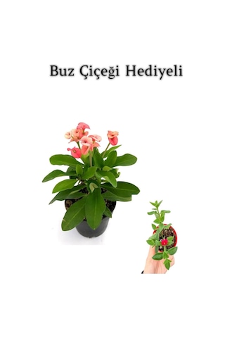 Pembe Çiçekli Milli Dikenler Tacı Kaktüs Sevgililer Gününe Özel Buz Çiçeği Hediyeli