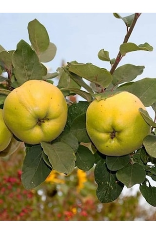 Eşme Ayva Fidanı 3 Yaşlı 130-150cm Yarıbodur Anaça Aşılı Eşme Ayva Fidanı 3 Yaşlı 130-150cm Yarıbodur Anaça Aşılı