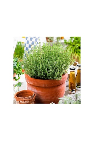 Dağ Bahçe Kekiği Fidanı 1 Adet Thymus Vulgaris 10-20 Cm